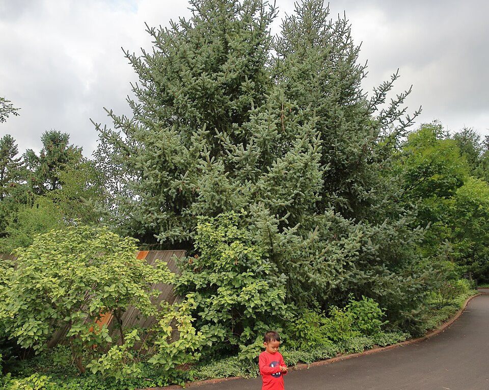 Wintercreeper — whole plant