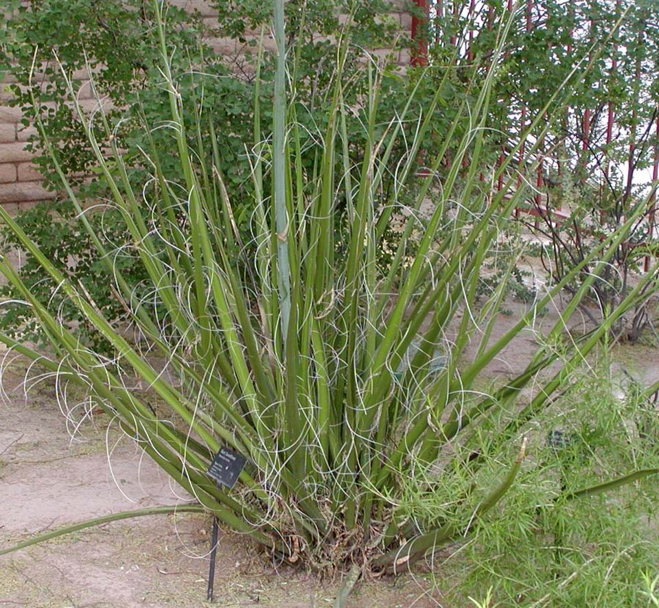 Yucca, Giant Hesperaloe — whole plant