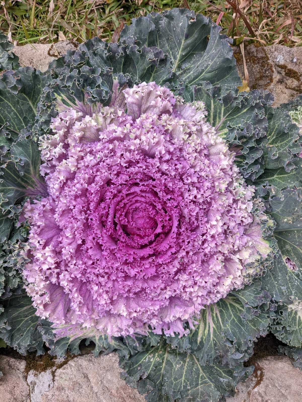 Kale, Red — whole plant
