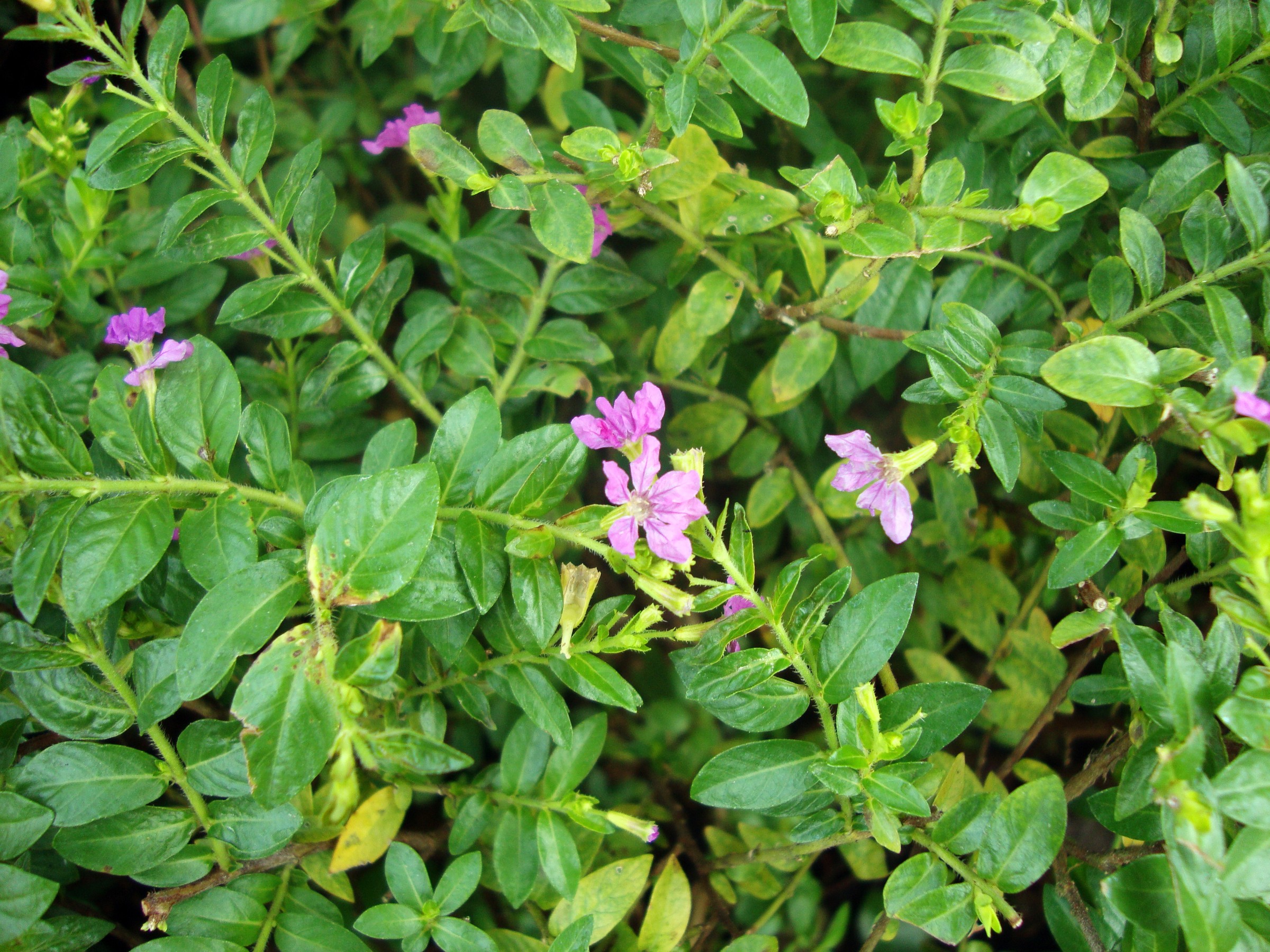 Mexican Heather — whole plant
