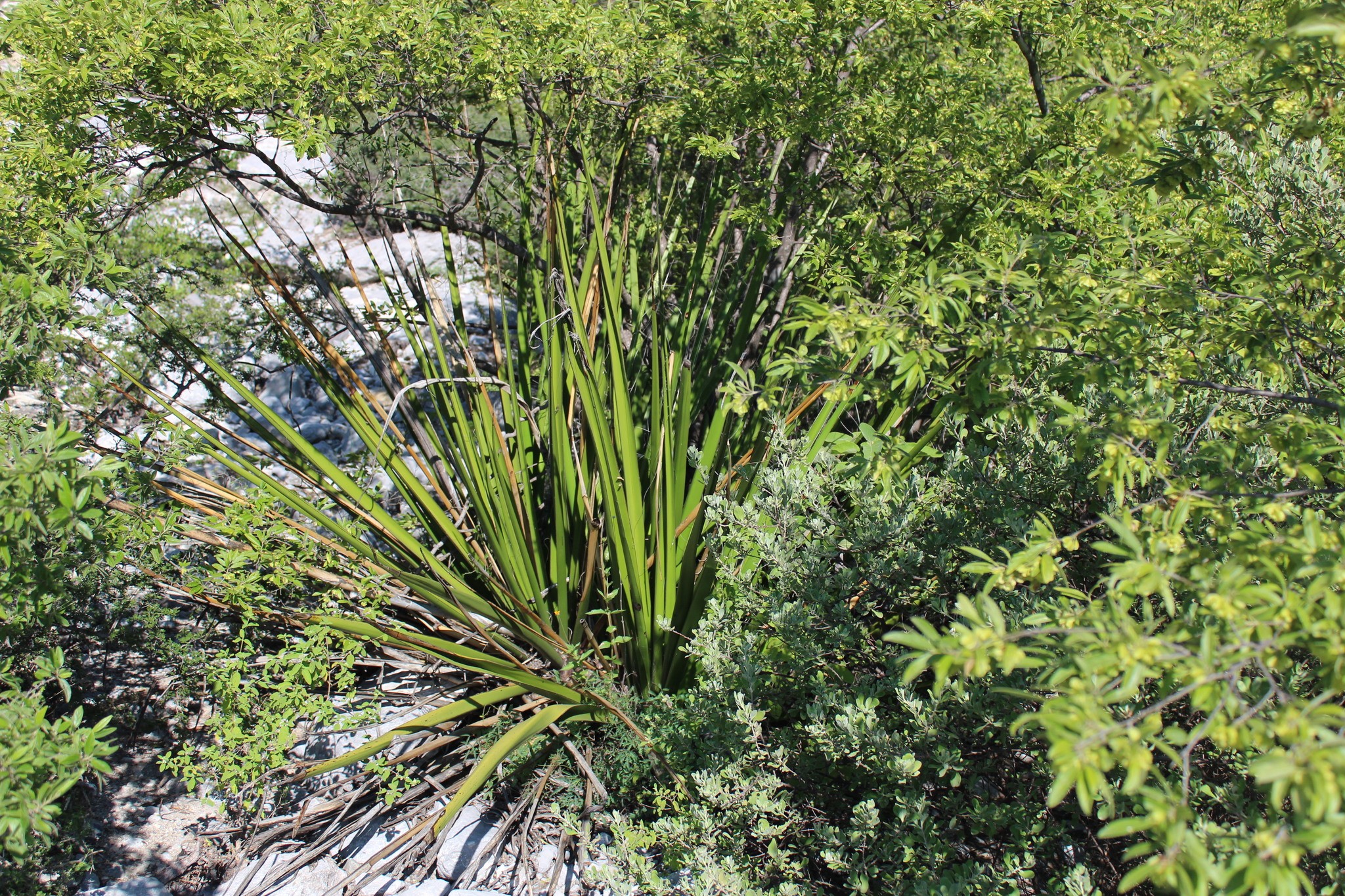 Yucca, Giant Hesperaloe — whole plant