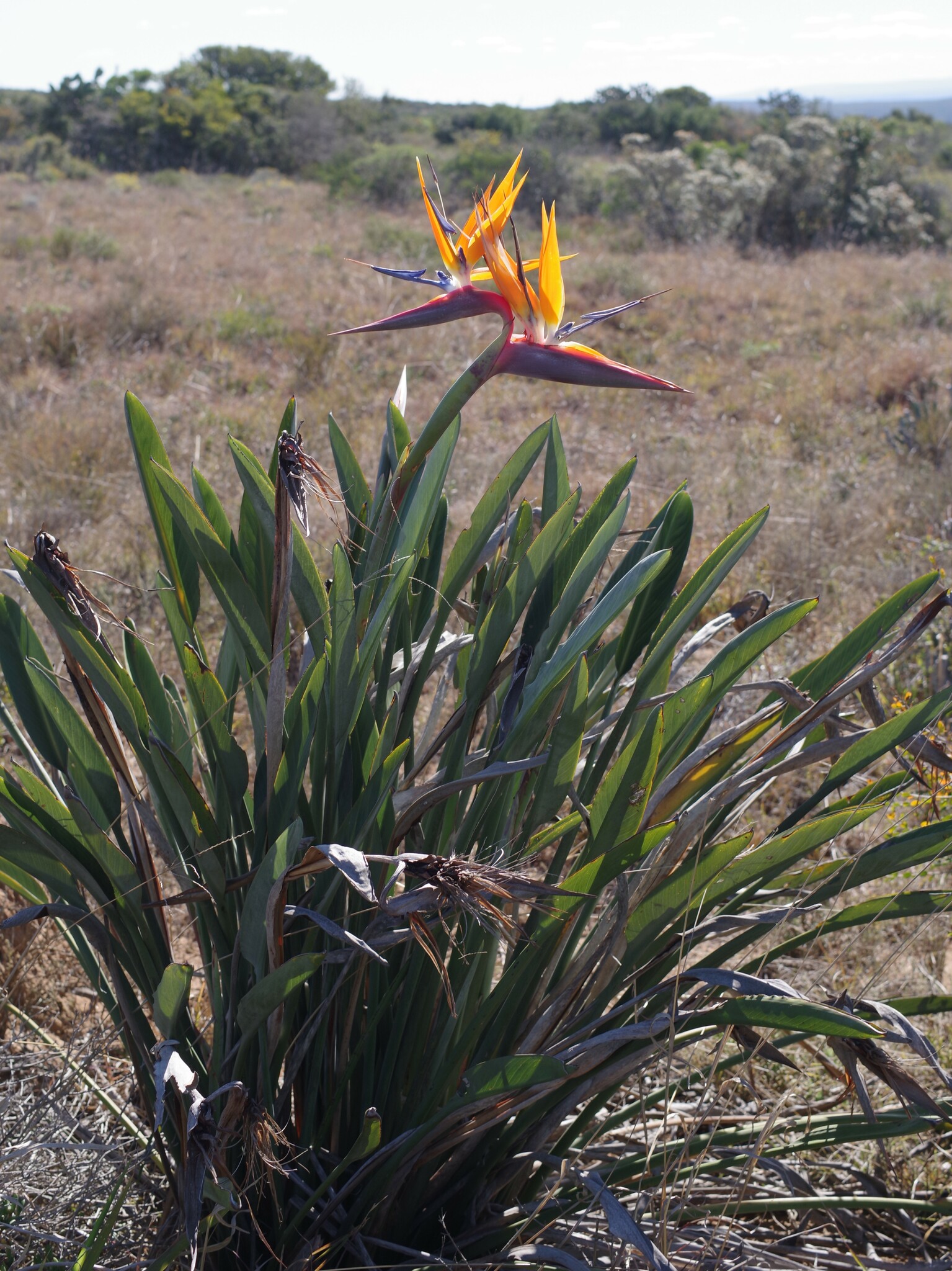 Bird Of Paradise Tropical — whole plant