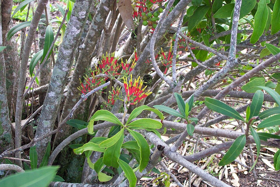 Oleander, Dwarf Pink — whole plant