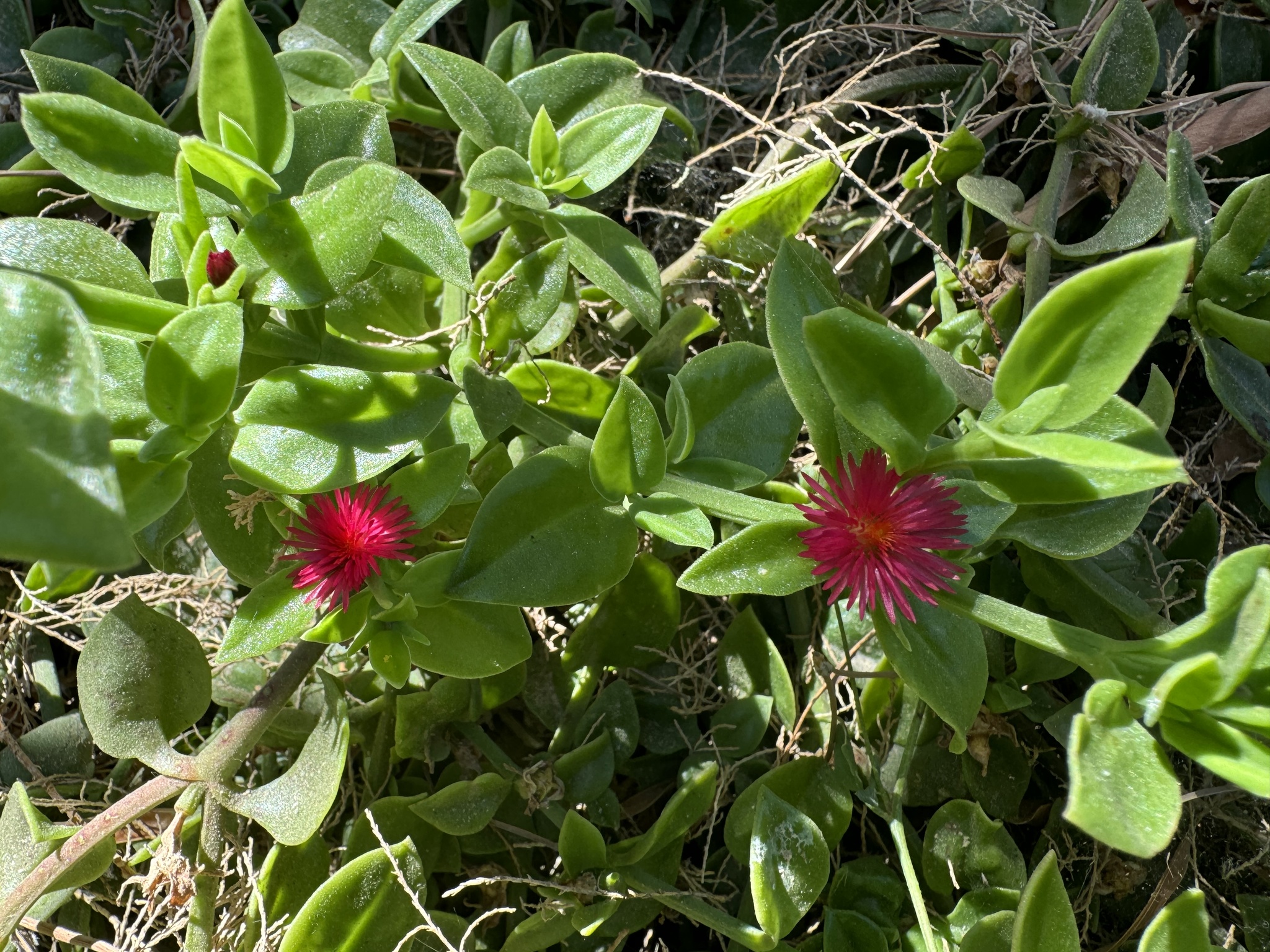 Ice Plant, Variegated — flowers or notable detail