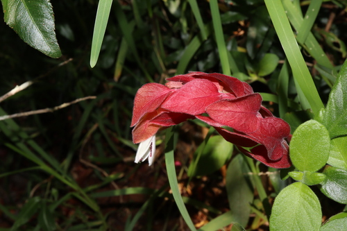Shrimp Plant Red — flowers or notable detail