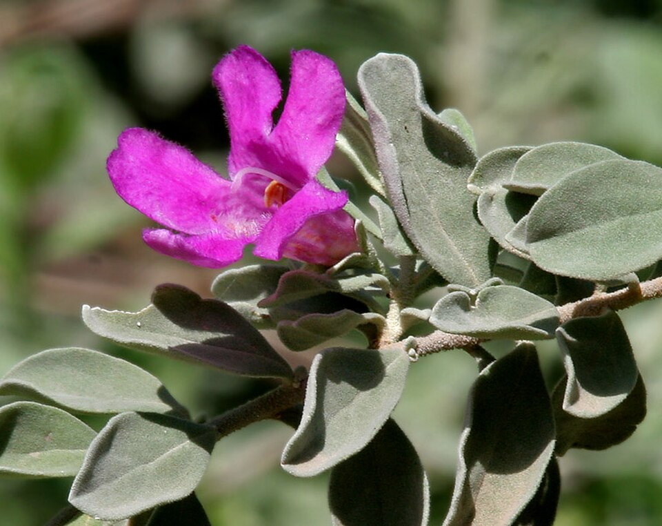 Texas Sage, Microburst — whole plant
