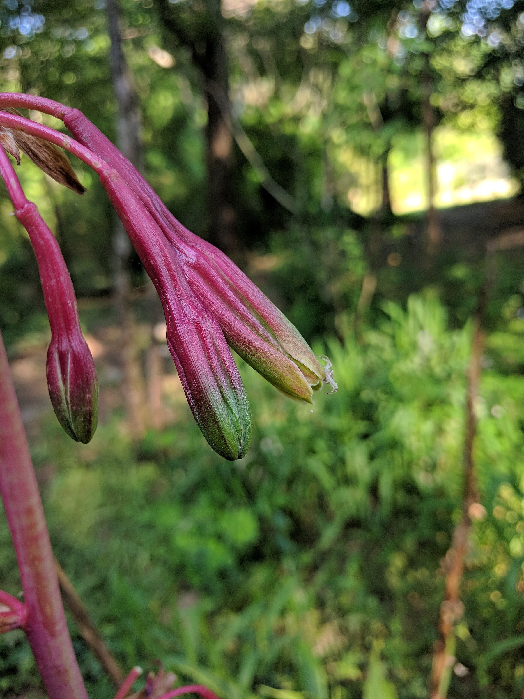 Manfreda — flowers or notable detail