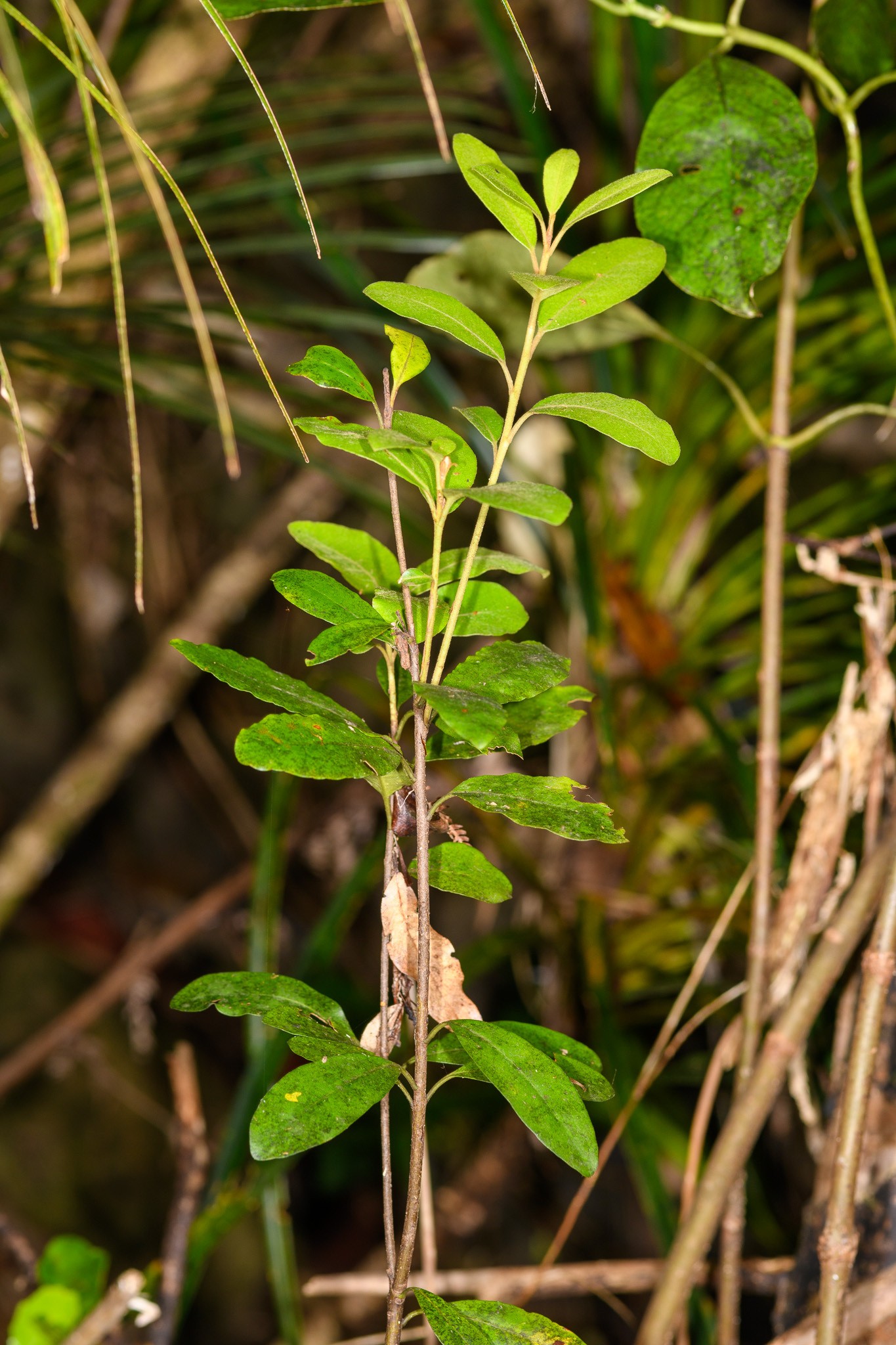 Pittosporum, Green — flowers or notable detail