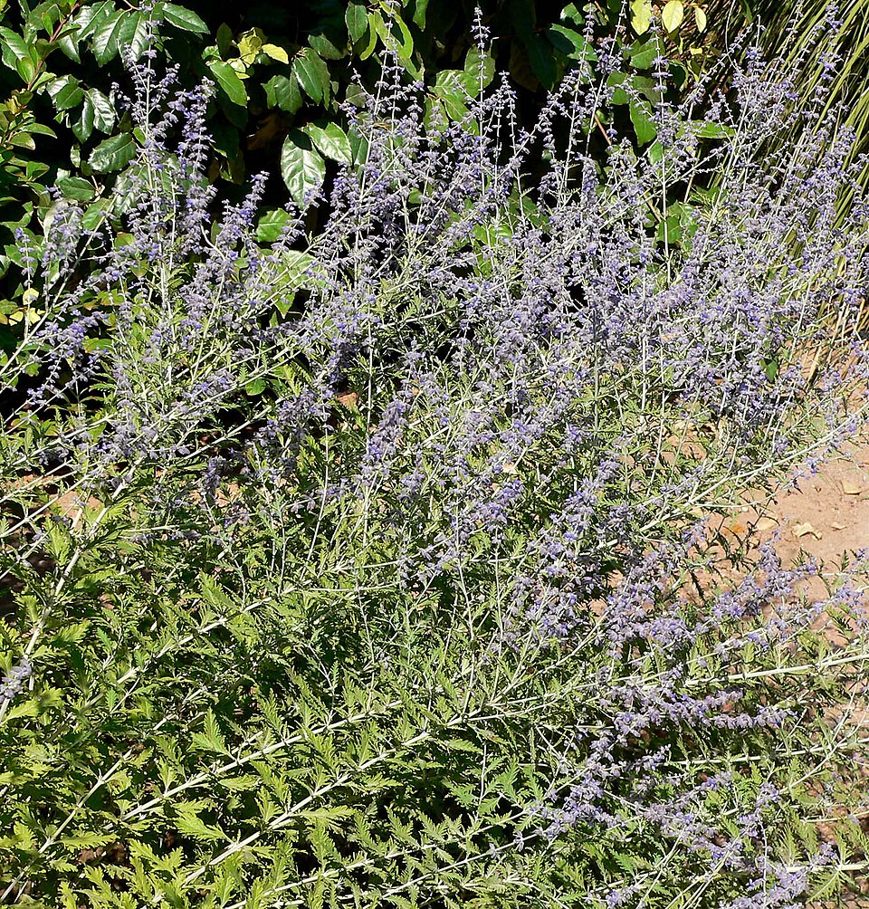 Sage, Russian — whole plant