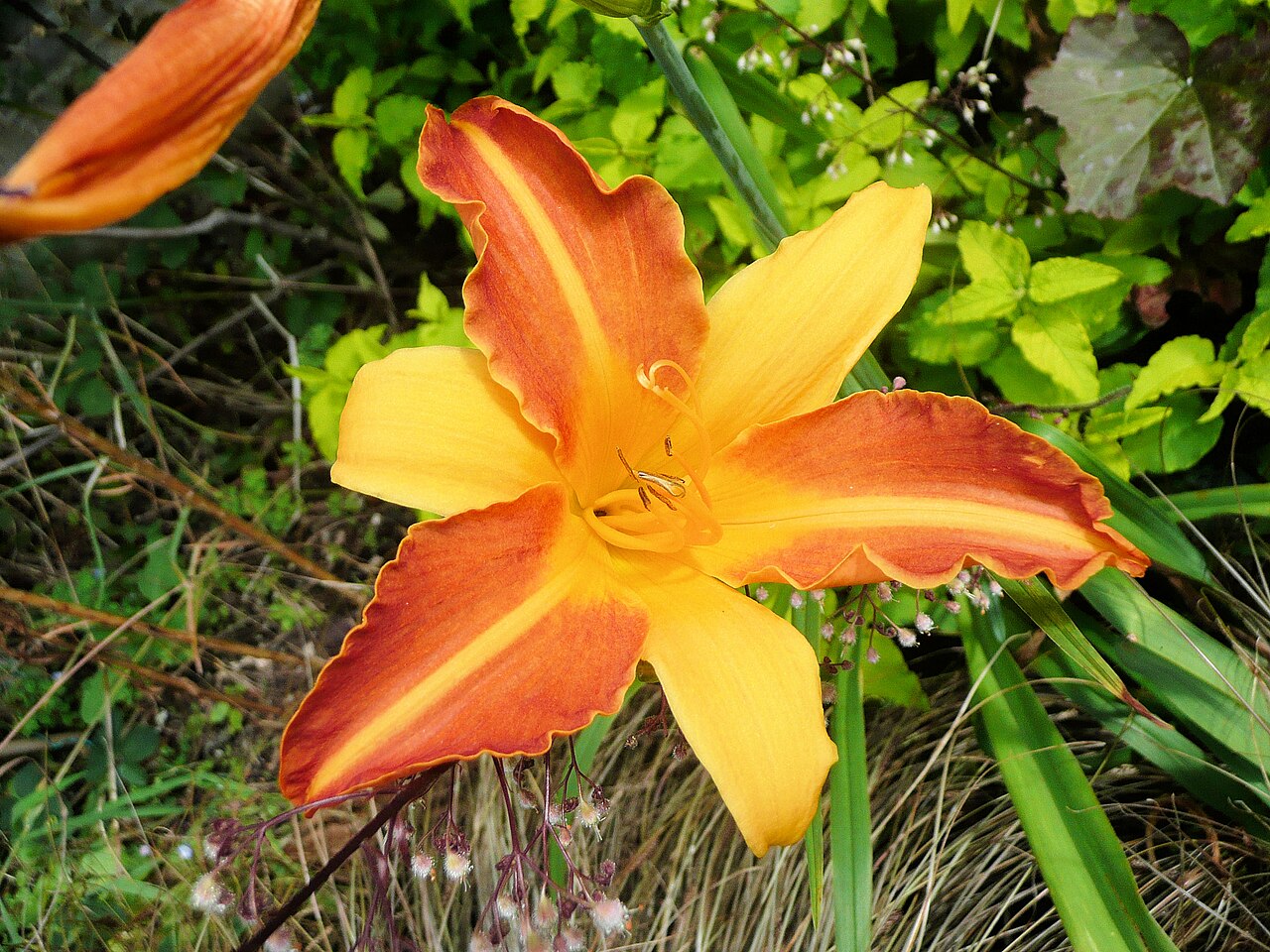 Daylily — whole plant