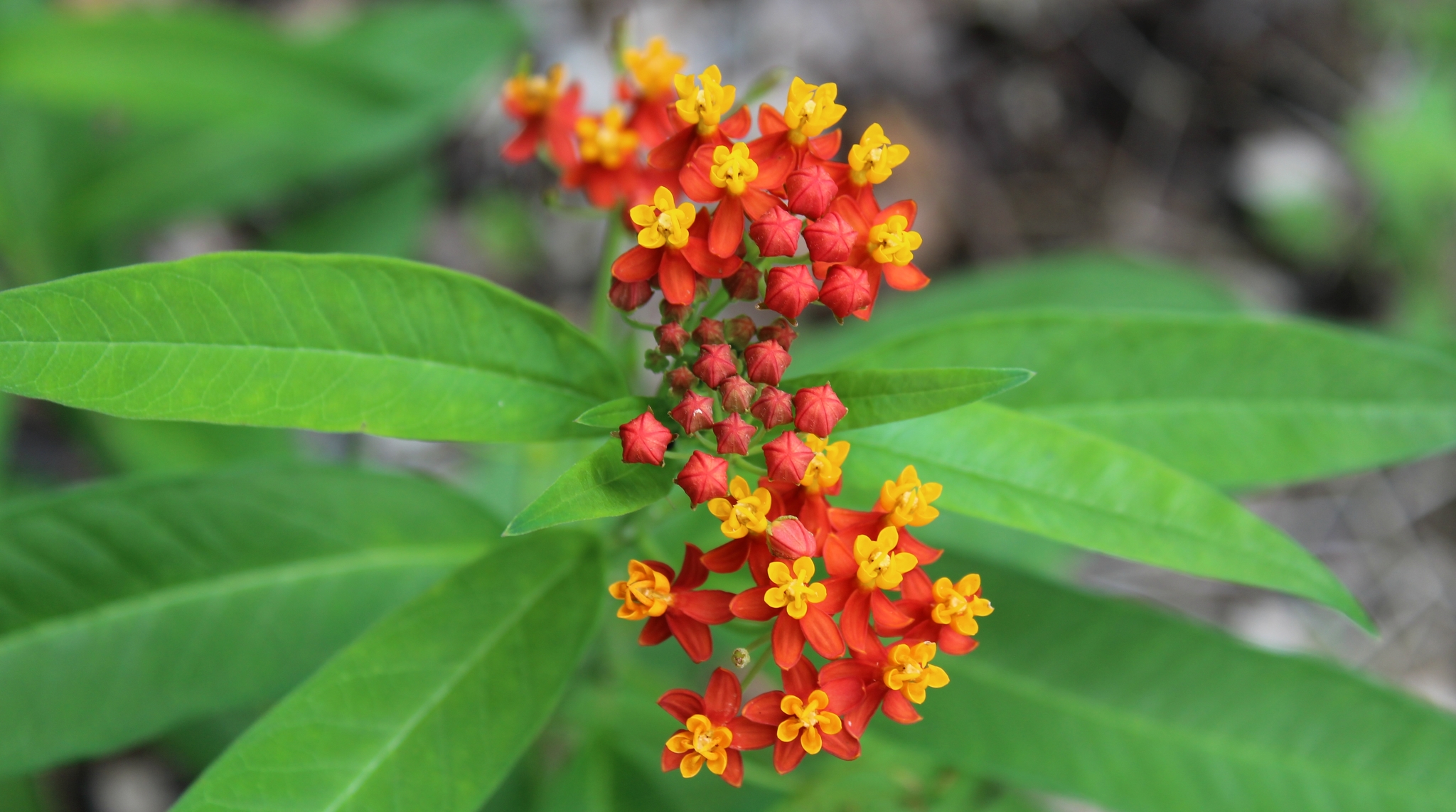 Butterfly Weed/Tropical Milkweed — flowers or notable detail