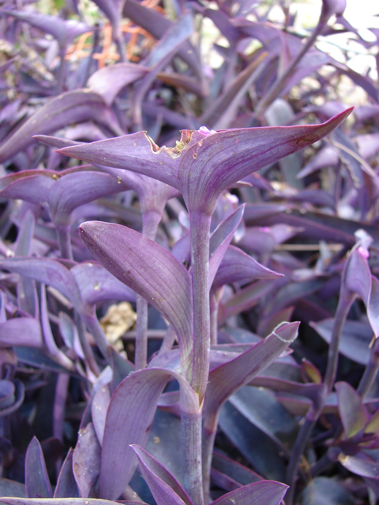 Purple Heart — whole plant