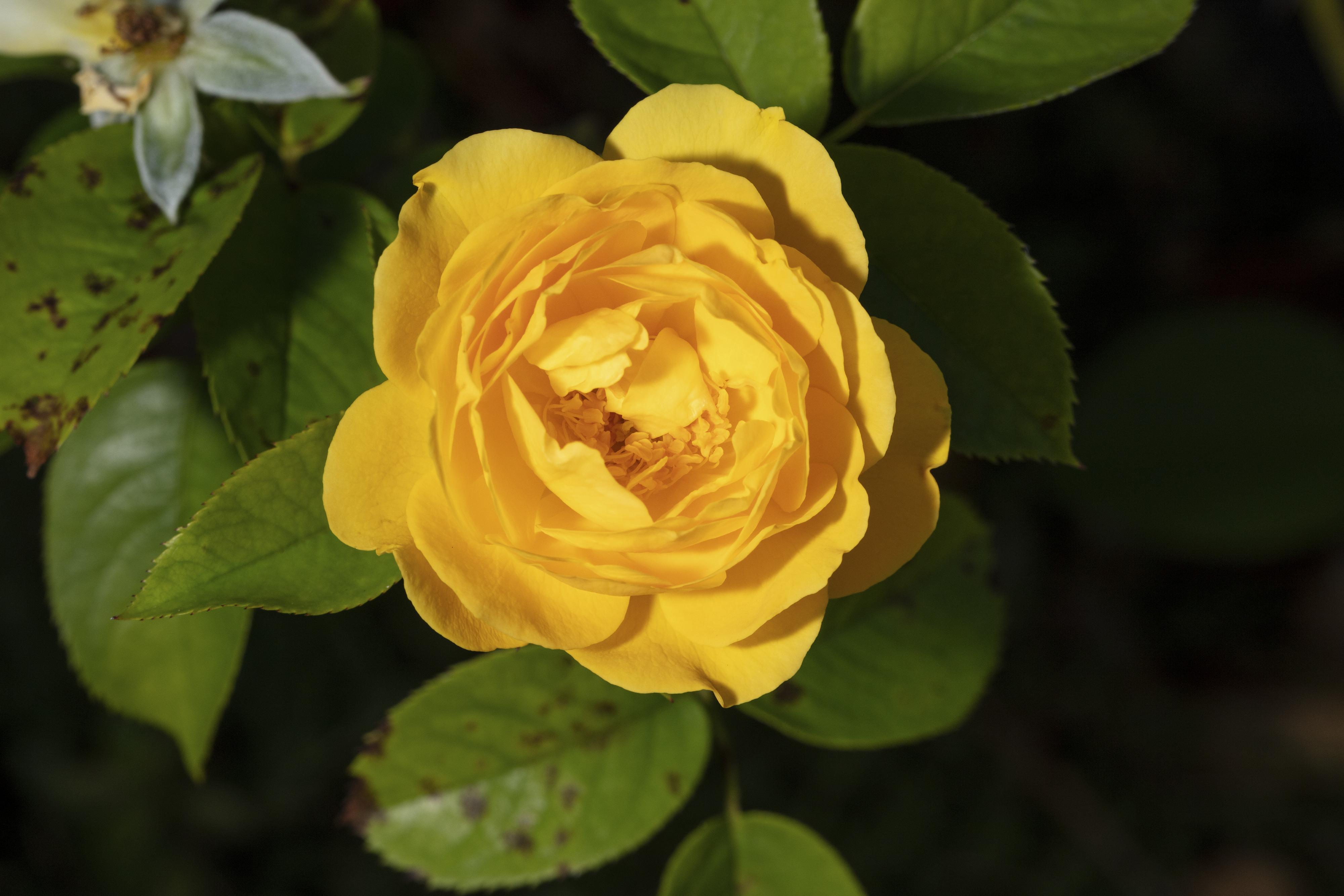 Rose, Julia Childs — whole plant