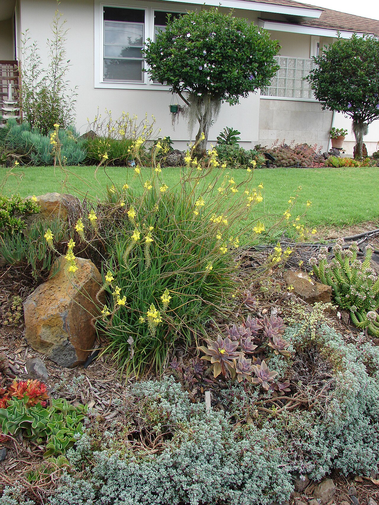 Tangerine Bulbine — whole plant