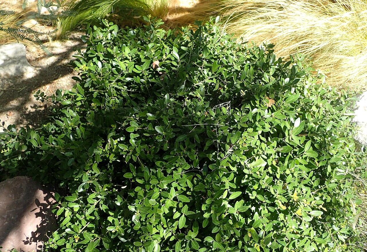 Holly, Yaupon Dwarf — whole plant