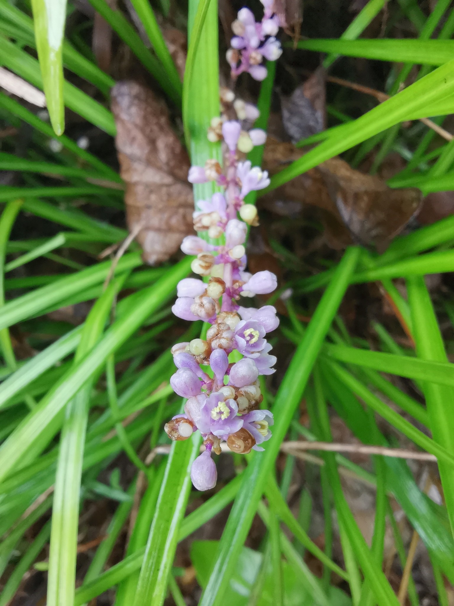 Liriope Variegated — flowers or notable detail