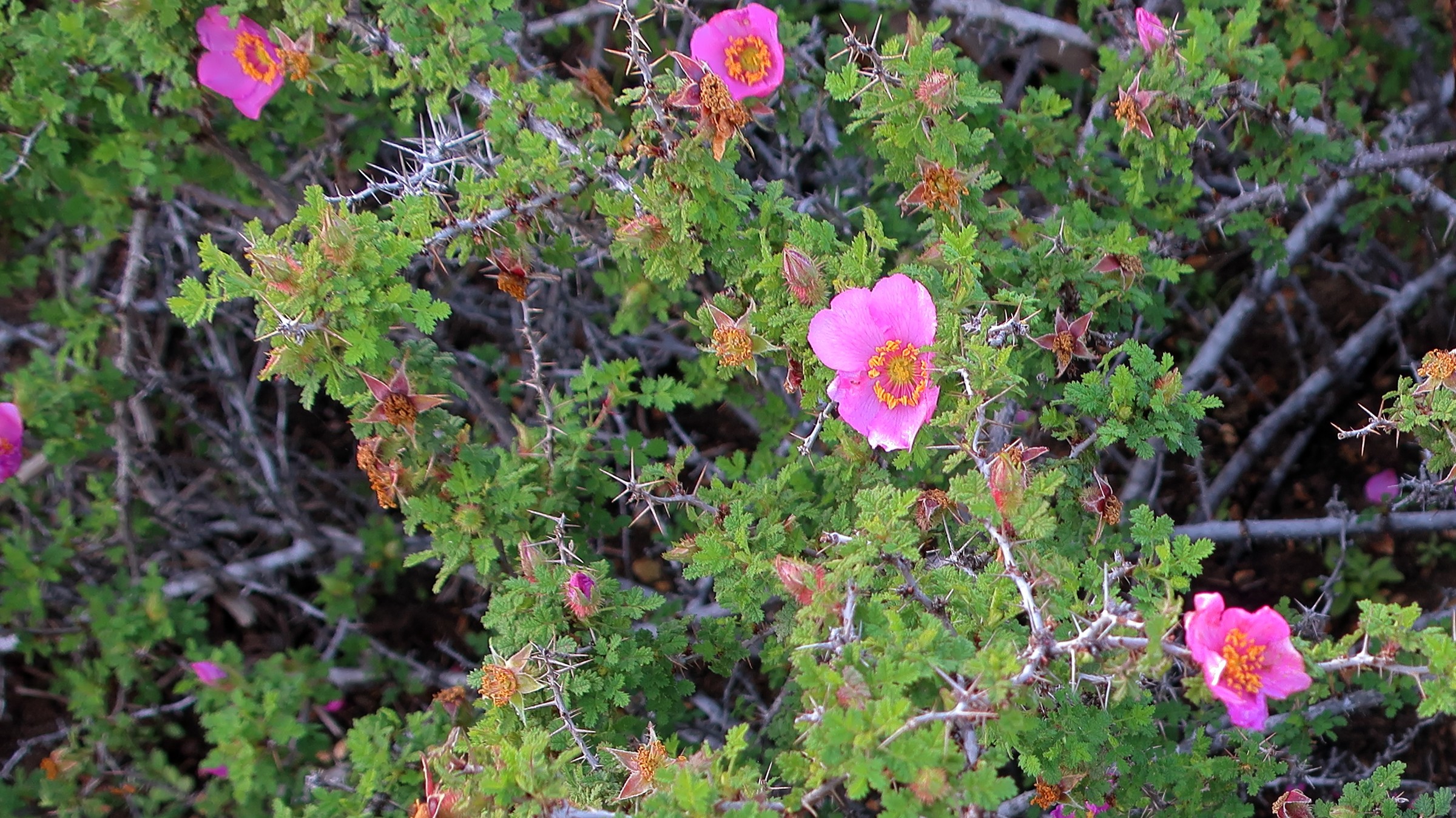 Topiary, Rose Patio — flowers or notable detail