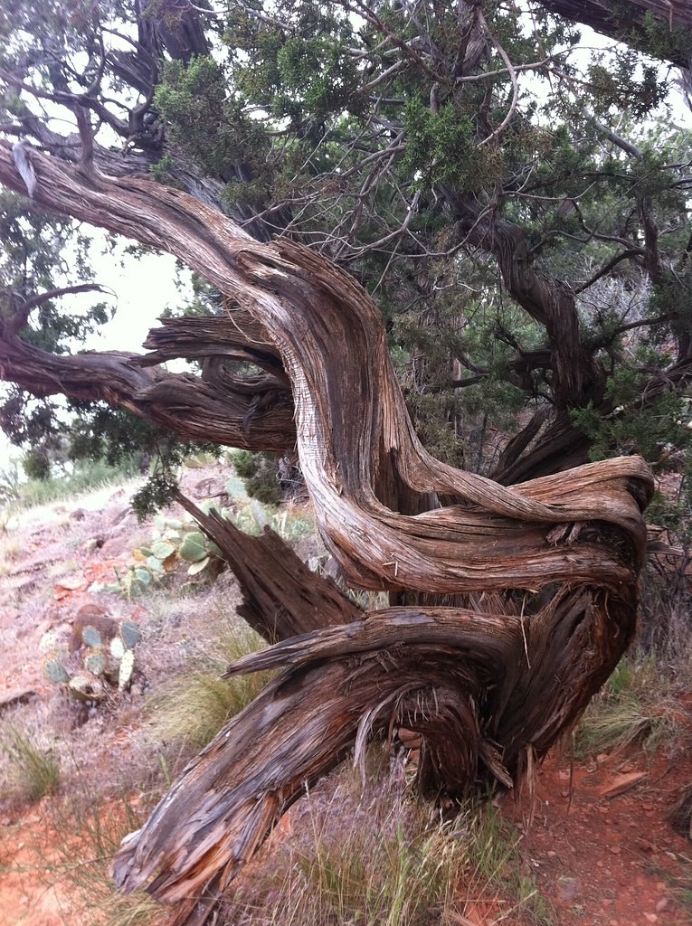 Topiary, Juniper Spiral — whole plant