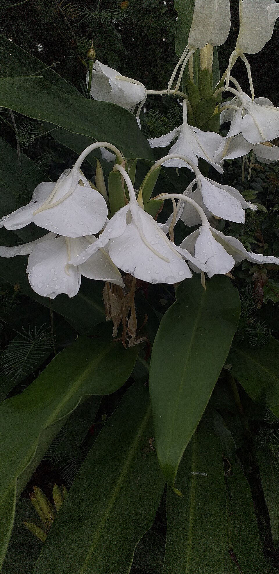 Ginger, Butterfly — whole plant