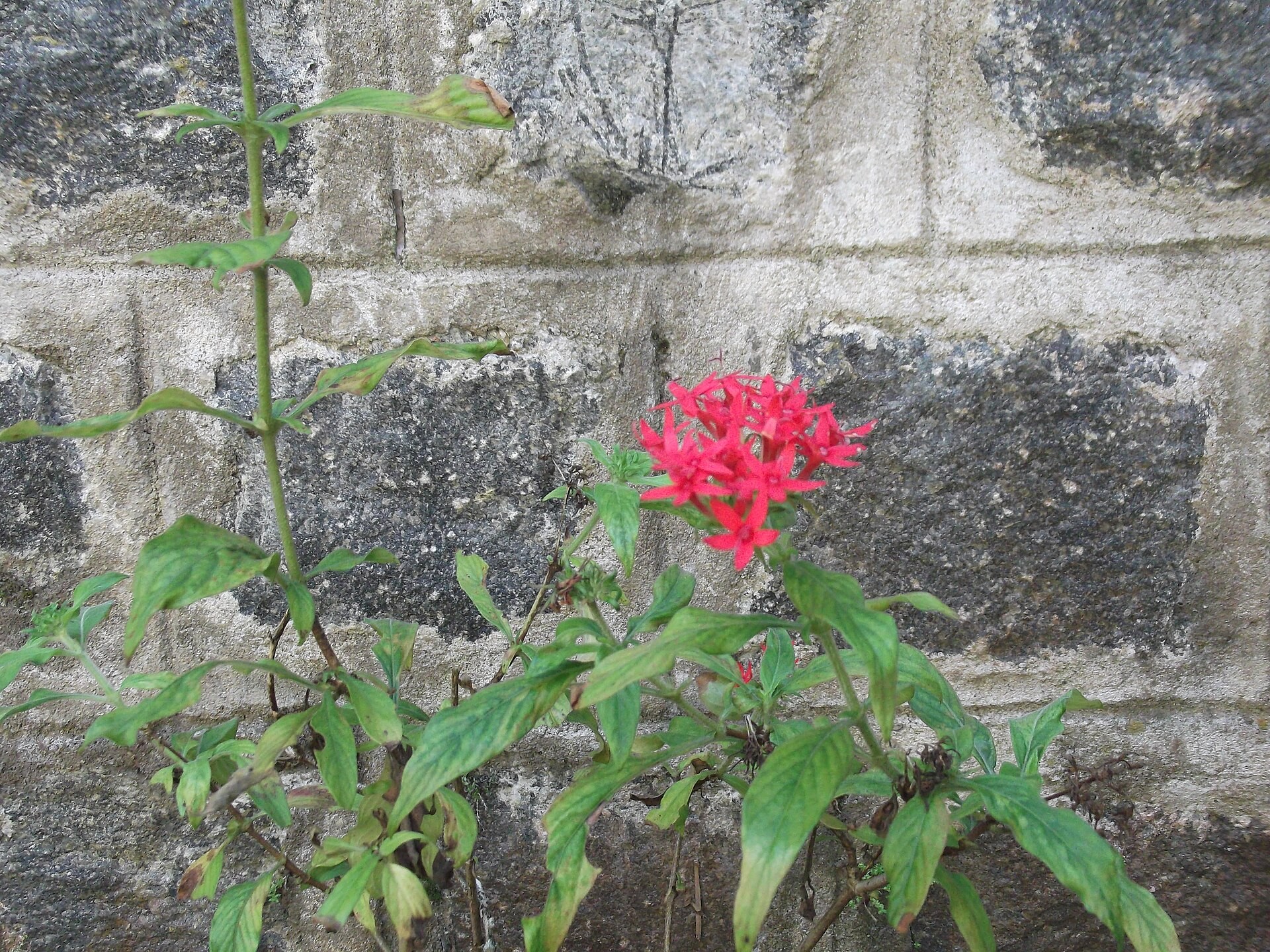 Penta - Lucky Star — flowers or notable detail