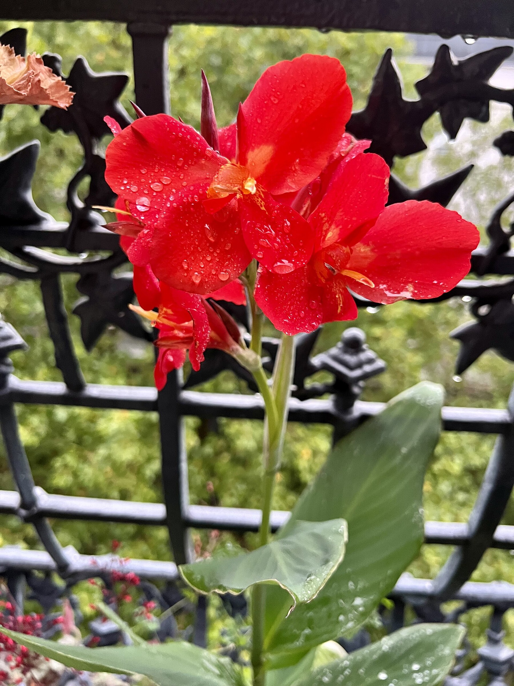 Canna Red Velvet — flowers or notable detail