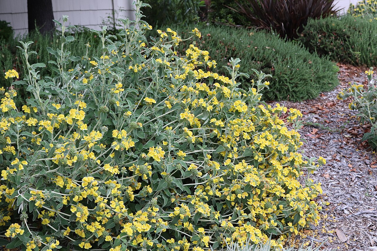 Sage, Jerusalem — whole plant
