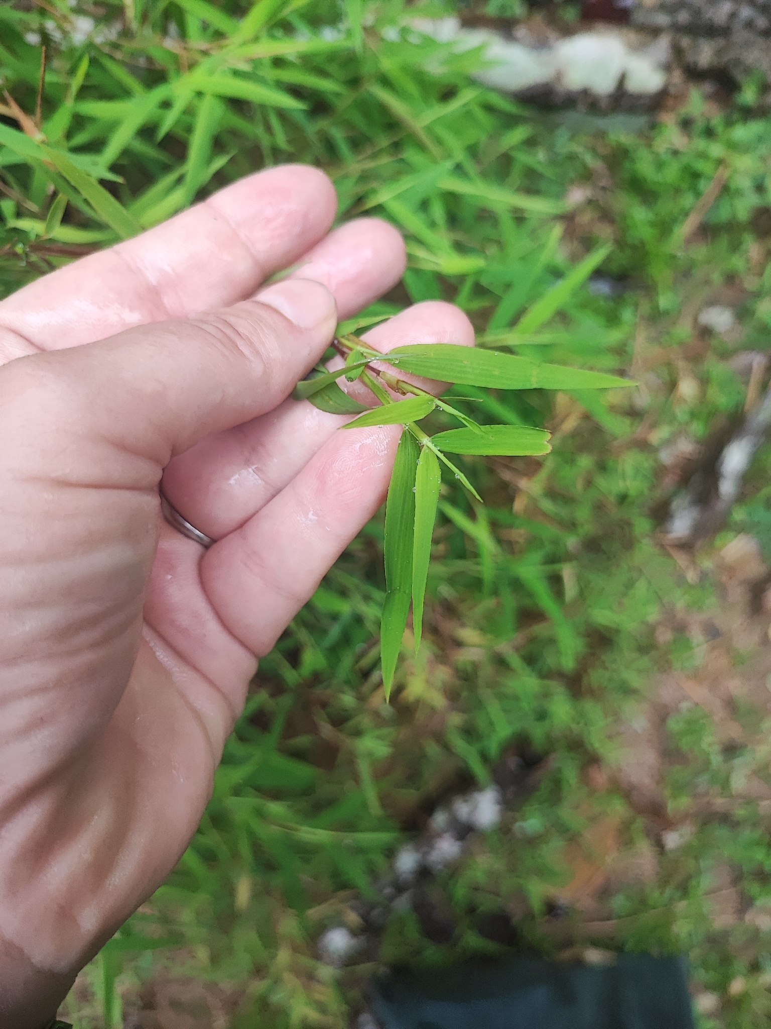 Bamboo, Alfonse Karr (Clumping) — flowers or notable detail
