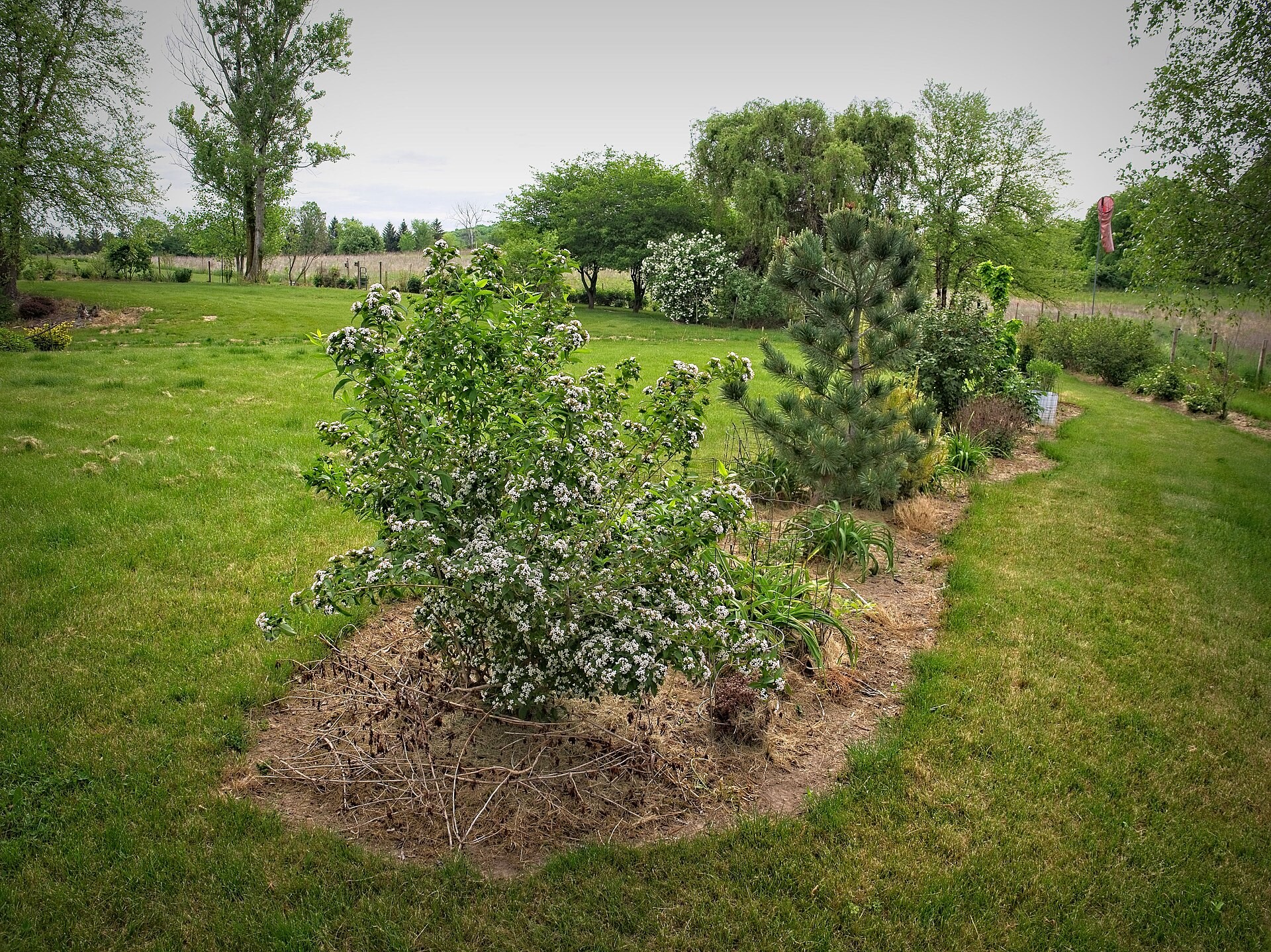 Abelia, Rose Creek — flowers or notable detail