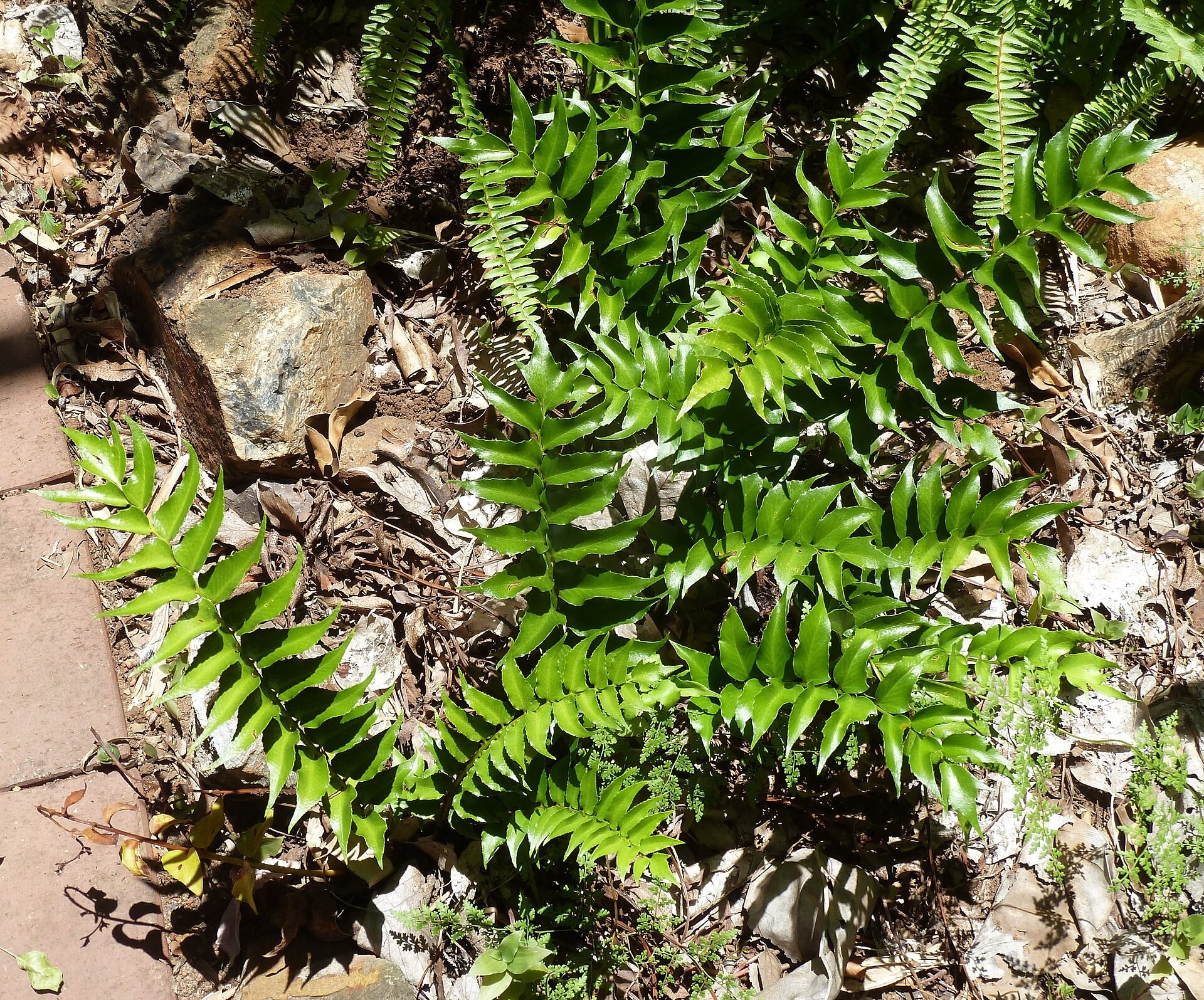 Fern, Holly — whole plant