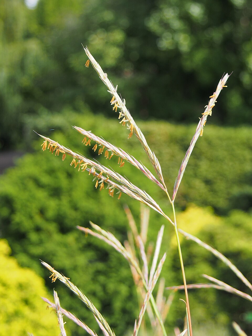 Grass, Little Bluestem — flowers or notable detail