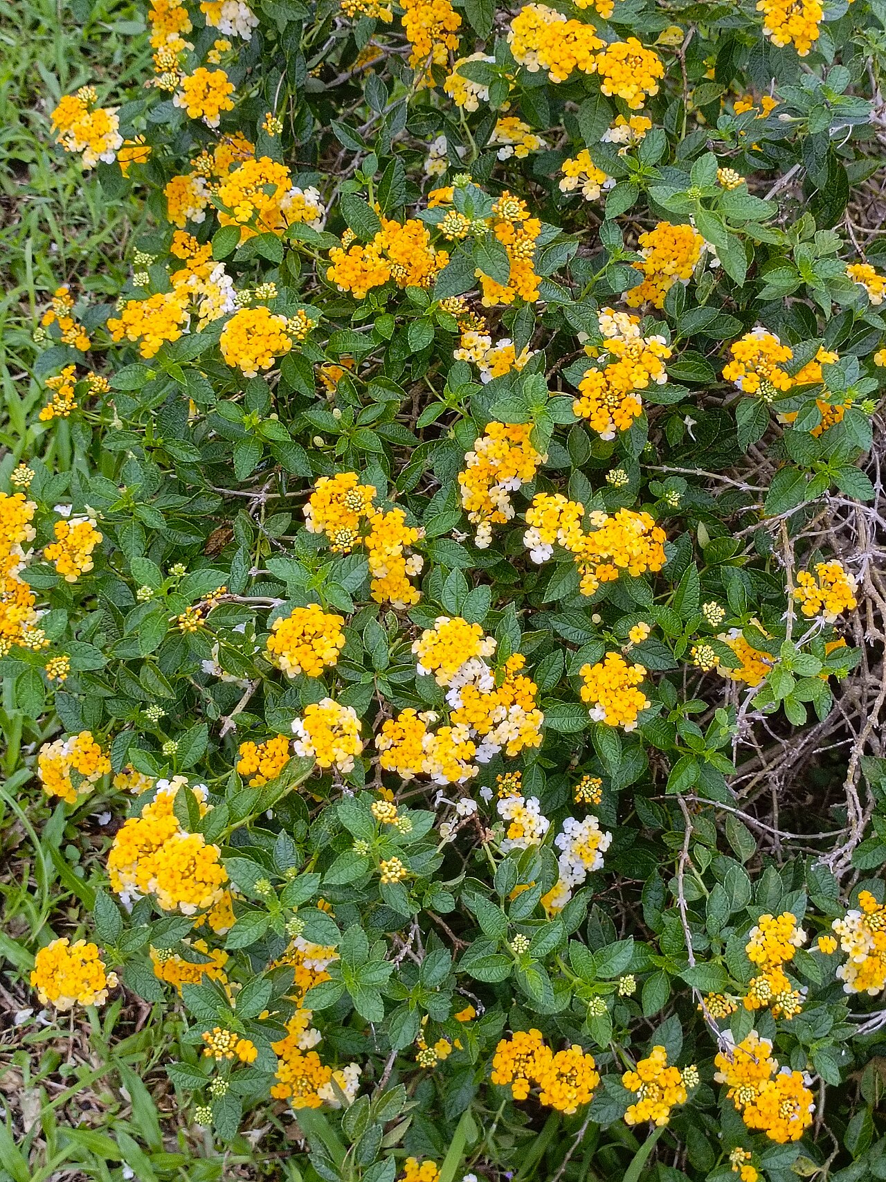 Texas Lantana — whole plant