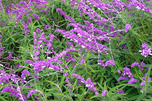 Mexican Bush Sage — whole plant