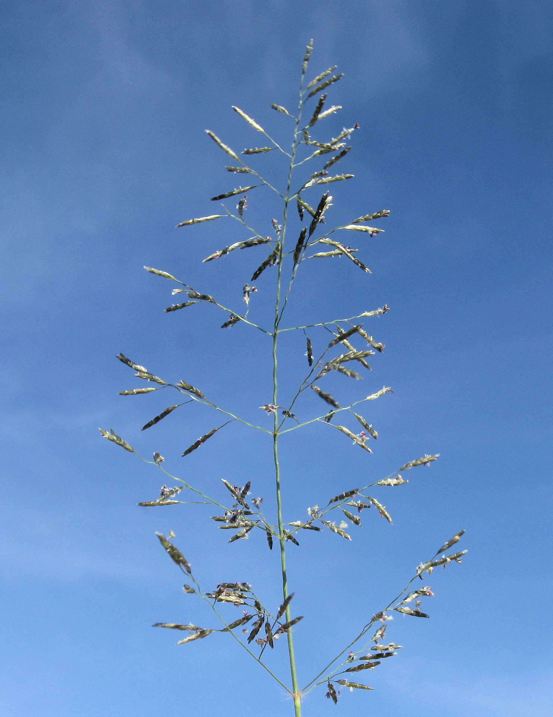 Grass, Weeping Love — flowers or notable detail