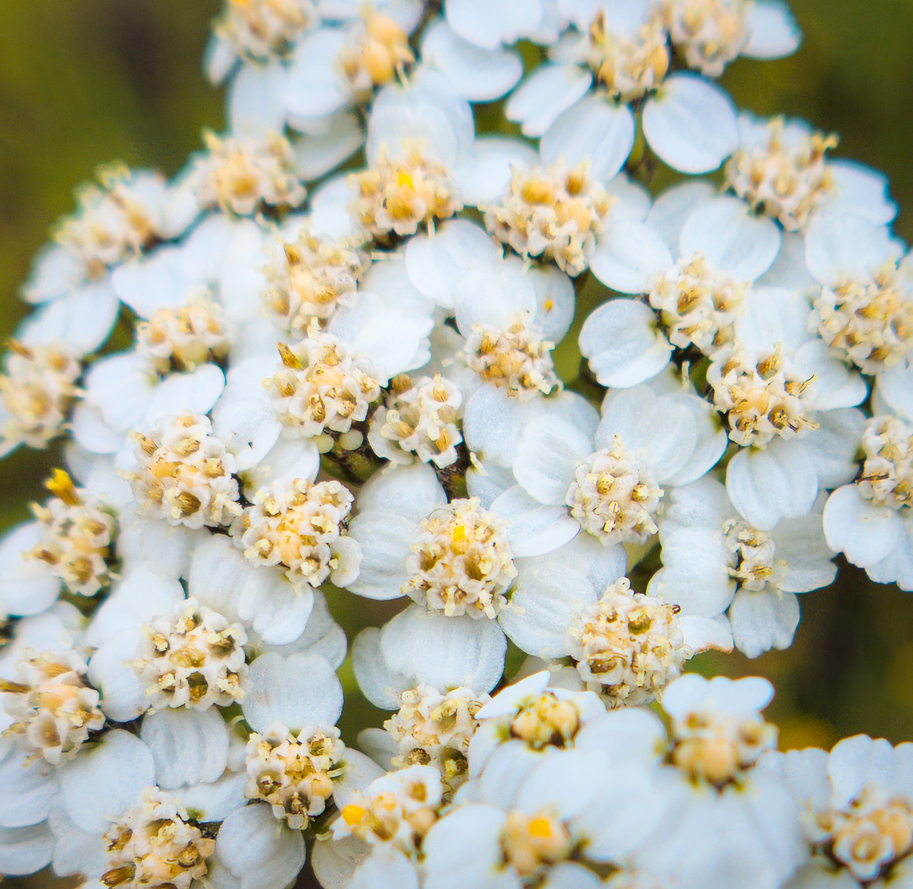 Yarrow — whole plant