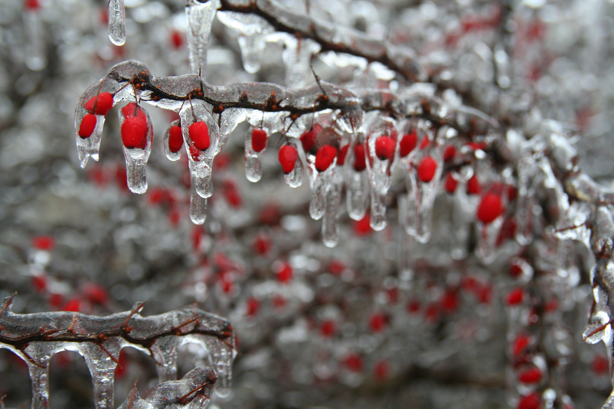 Barberry — whole plant