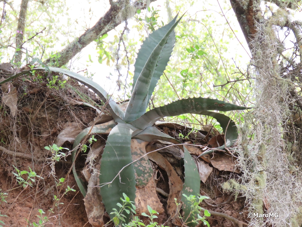 Agave, Rough Leaf Blue — leaf structure (margins, teeth, imprint, color)
