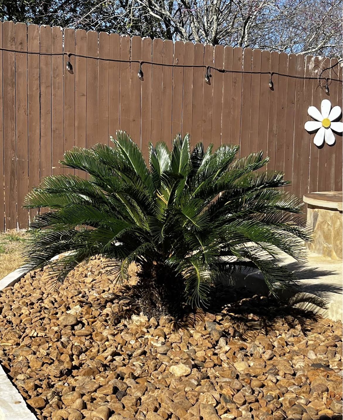 Sago Palm — whole plant
