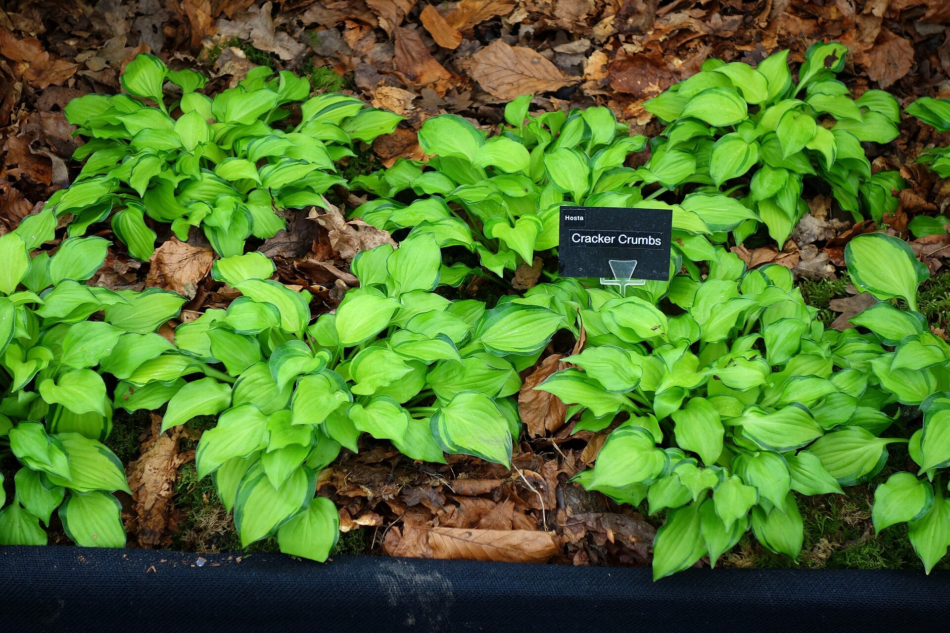 Hosta, Assorted — flowers or notable detail