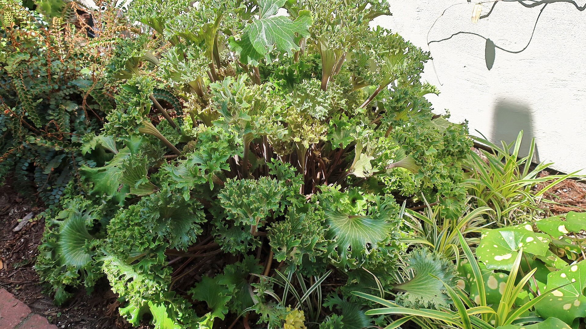 Giant Ligularia, Leopard Plant — whole plant