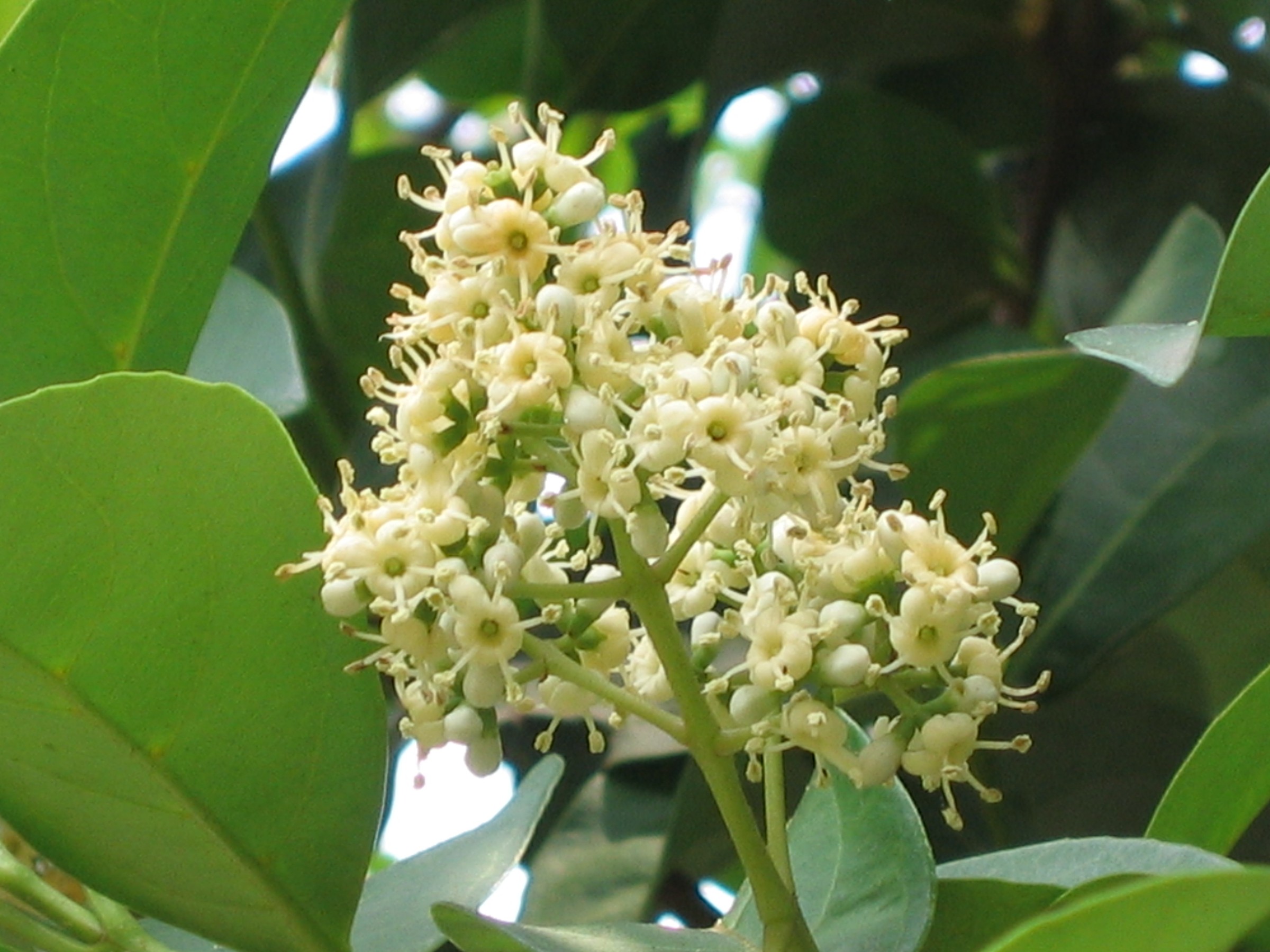 Viburnum, Coppertop — flowers or notable detail