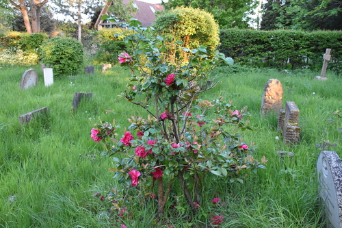 Camellia — whole plant