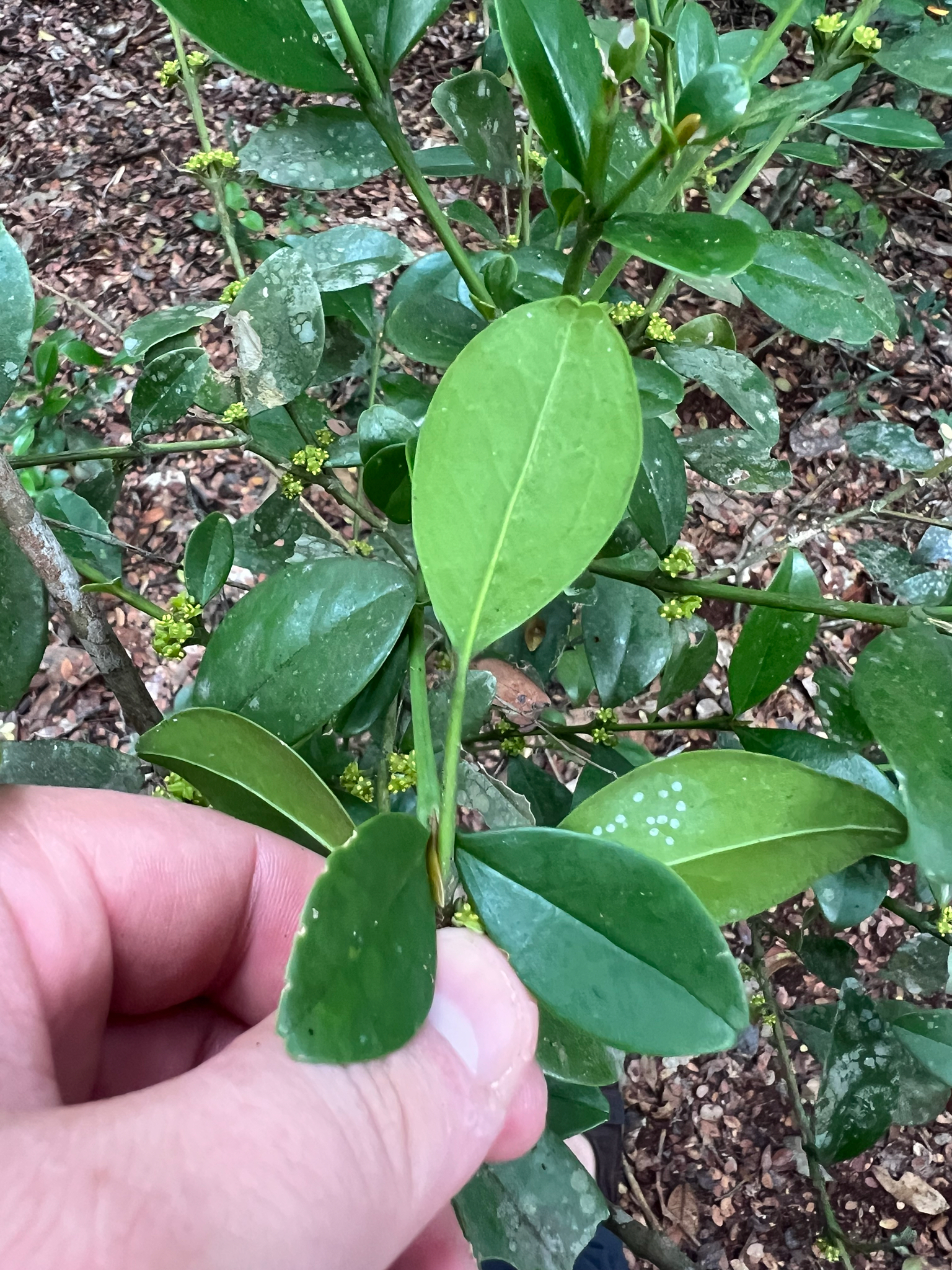 Boxwood, Baby Jade — flowers or notable detail