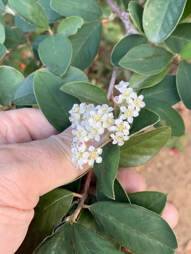 Cotoneaster, Grayleaf — whole plant