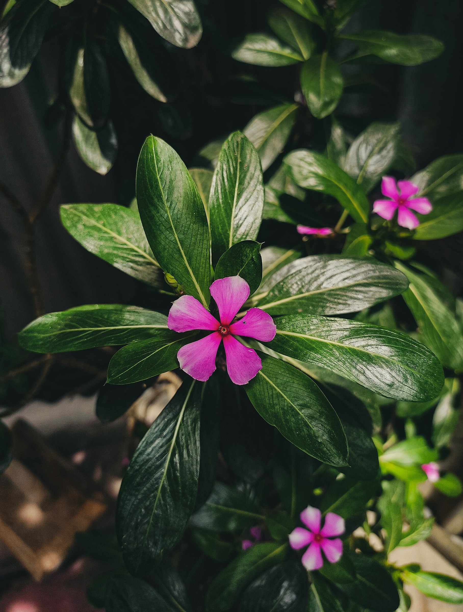 Vinca - Cora XDR — flowers or notable detail