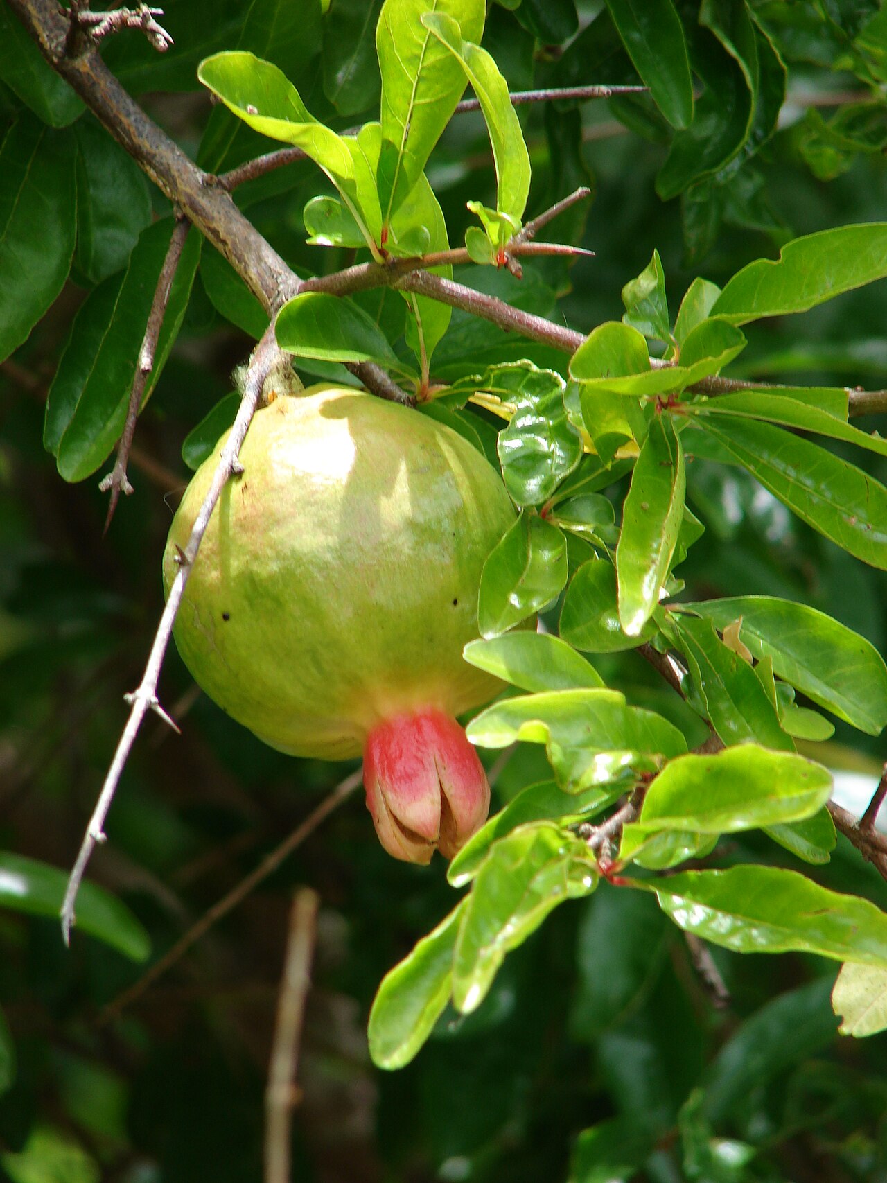 Pomegranate, Dwarf — whole plant