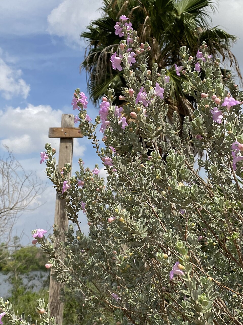 Texas Sage, Cimarron — whole plant