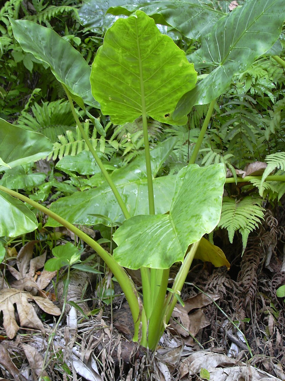 Elephant Ear Calidora — whole plant