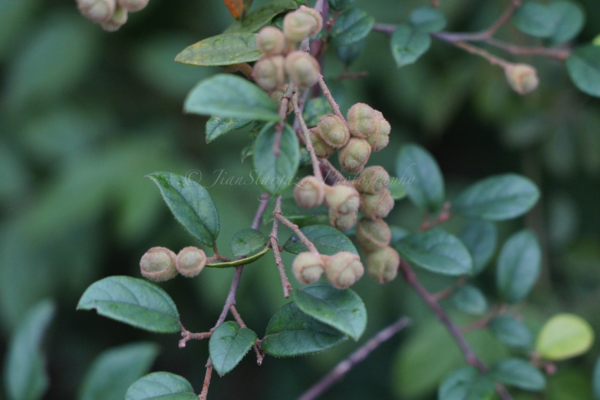 Loropetalum — whole plant