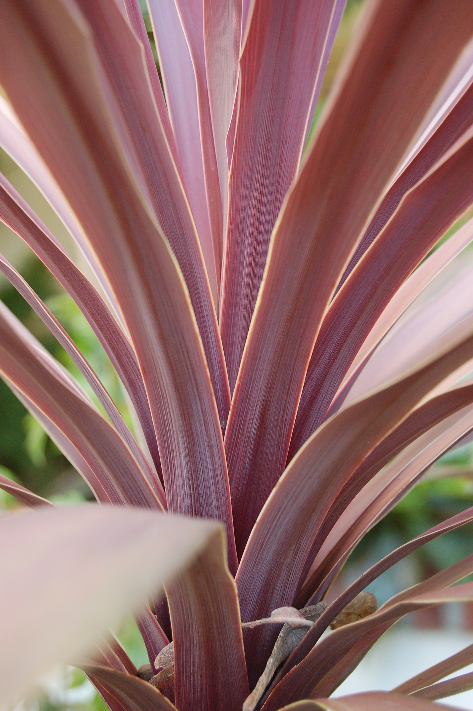 Cordyline — flowers or notable detail