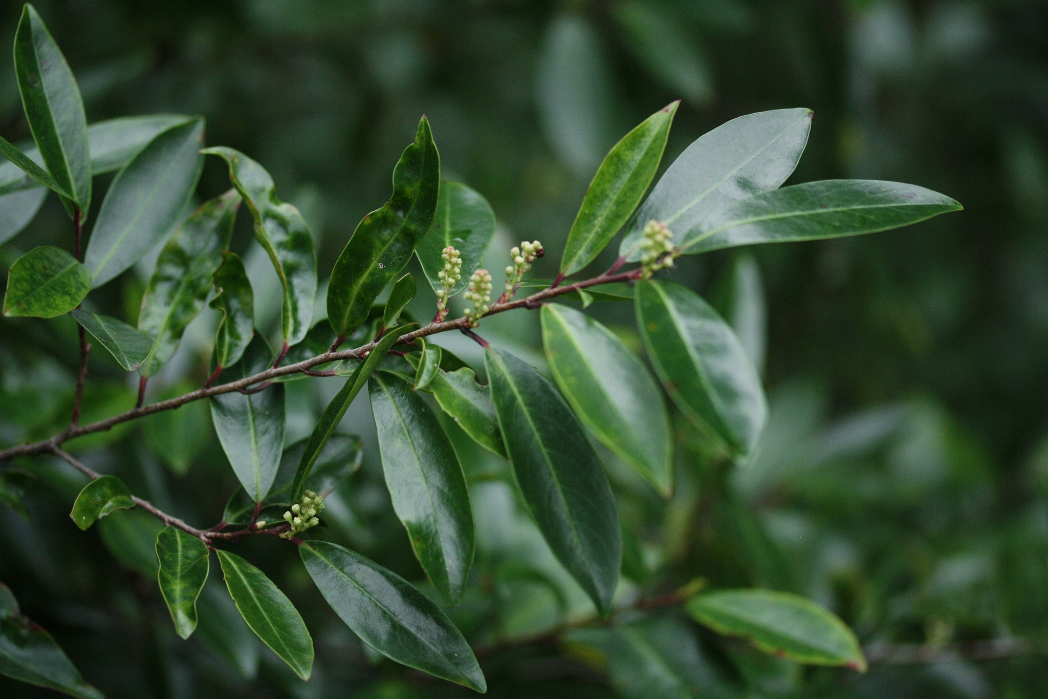 Cherry Laurel — flowers or notable detail
